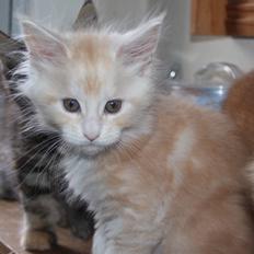 Maine Coon Tukenjas Mr Red Burgundy