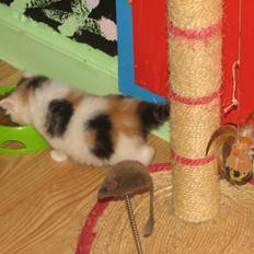 Norsk Skovkat A-team of Loving´s Artemis