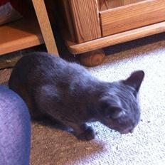 Russian Blue Nala
