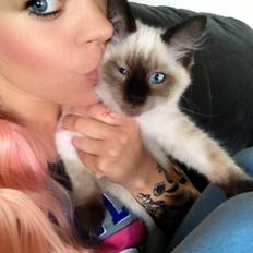Ragdoll MisMis