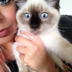 Ragdoll MisMis