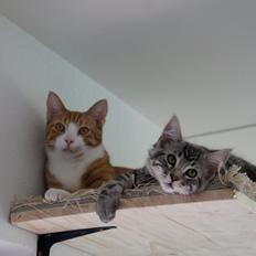 Blanding af racer Django