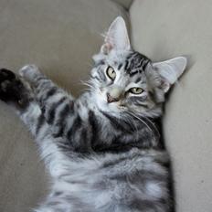 Blanding af racer Django