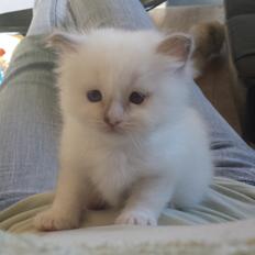 Hellig Birma DK Anskjær´s Awesome Abbiya- Lillatortie