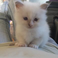 Hellig Birma DK Anskjær´s Awesome Abbiya- Lillatortie