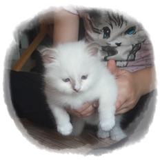 Hellig Birma DK Anskjær´s Awesome Abbiya- Lillatortie