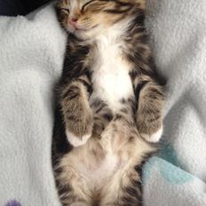 Blanding af racer Amigo