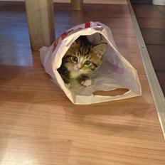 Blanding af racer Amigo