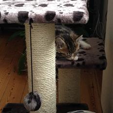 Blanding af racer Amigo