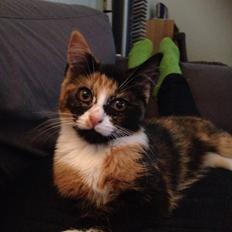 Blanding af racer Berta