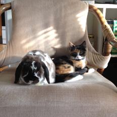 Blanding af racer Berta