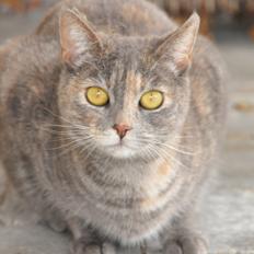 Blanding af racer Mitzi