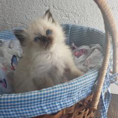 Hellig Birma DK Anskjær´s Beauty Box- Brunmasket