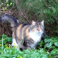 Blanding af racer Fifi