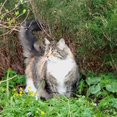 Blanding af racer Fifi