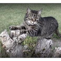 Huskat Miv RIP. <3