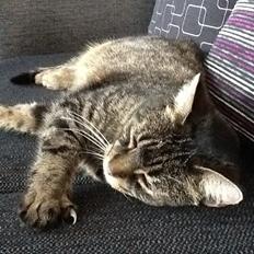 Huskat Miv RIP. <3