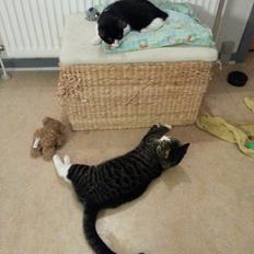 Huskat Pelle "Pjevs" Haleløs