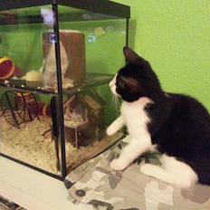 Huskat Pelle "Pjevs" Haleløs