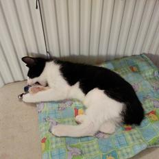 Huskat Pelle "Pjevs" Haleløs