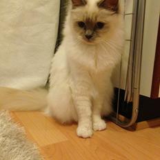 Hellig Birma DK Wainø's Duchess