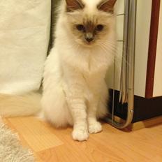 Hellig Birma DK Wainø's Duchess