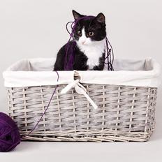 Blanding af racer Monty