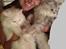 Blanding af racer Tozze -Tarzan - Mig og mine kittys.