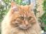 Kurilean Bobtail Pumelle´s Thomas O´Malley = Røde