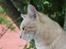 Huskat Cornelius