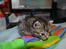Huskat Hope Hittekilling