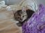 Huskat Hope Hittekilling