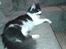 Maine Coon Coon Danica's Norbit