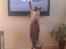 Blanding af racer Carlo - Animal planet og en udsendelse om katte....lige noget for Carlo