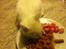 Huskat Oliver