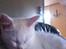 Huskat Oliver