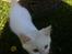 Huskat Oliver