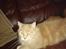 Blanding af racer Simba