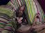 Cornish Rex Adolf (Dk Løveid's Pharao sails to Orion)