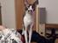 Cornish Rex Adolf (Dk Løveid's Pharao sails to Orion)