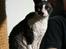 Cornish Rex Adolf (Dk Løveid's Pharao sails to Orion)