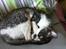 Cornish Rex Adolf (Dk Løveid's Pharao sails to Orion)