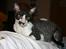 Cornish Rex Adolf (Dk Løveid's Pharao sails to Orion)