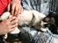 Cornish Rex Adolf (Dk Løveid's Pharao sails to Orion)