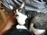 Cornish Rex Adolf (Dk Løveid's Pharao sails to Orion)