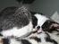 Cornish Rex Adolf (Dk Løveid's Pharao sails to Orion)