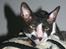 Cornish Rex Adolf (Dk Løveid's Pharao sails to Orion)