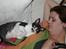 Cornish Rex Adolf (Dk Løveid's Pharao sails to Orion)