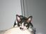 Cornish Rex Adolf (Dk Løveid's Pharao sails to Orion)