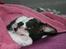 Cornish Rex Adolf (Dk Løveid's Pharao sails to Orion)